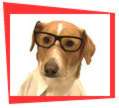 Dr. Murray Recommends Canine Cots over Dog Beds!
