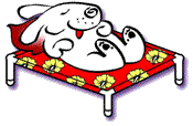 Canine Cots...Hawaiian-Style Cots for Your Dog!